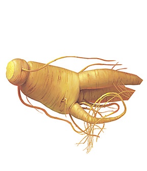 Le Ginseng pour les baisses de libido phyto-soins